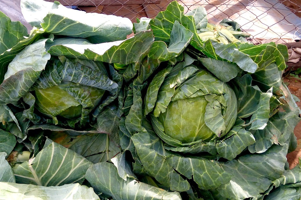 STEP 01 for Low-Carb Ground Beef Stuffed Cabbage Rolls: Blanch Whole Green Cabbage Leaves